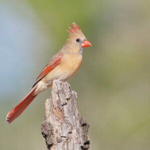 Meet your Posher, Bonnie